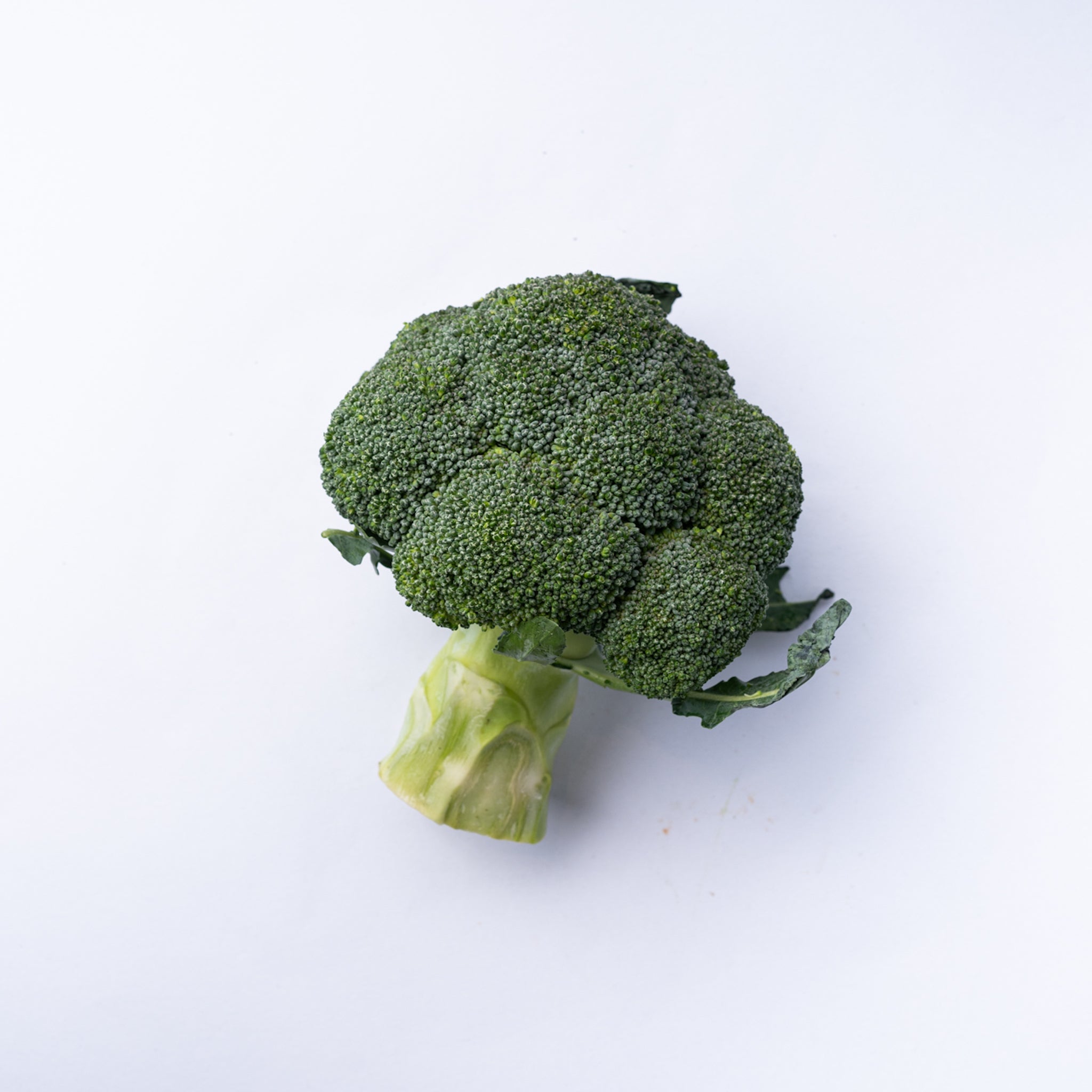 Raw broccoli a whole head.